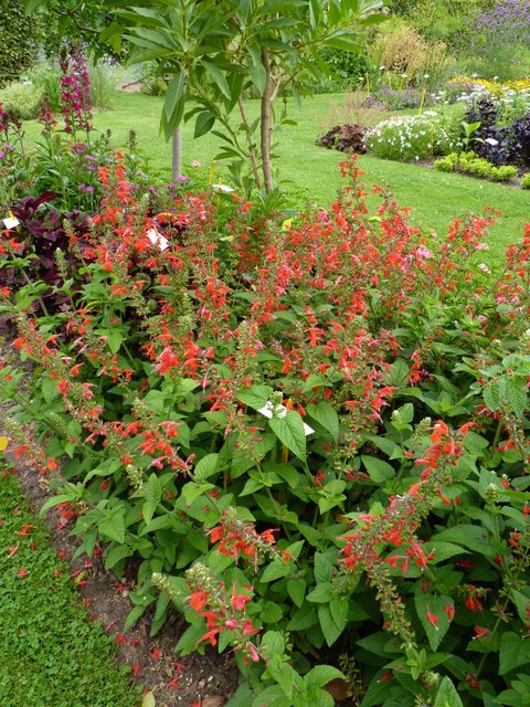 Salvia coccinea 'Lady in Red'